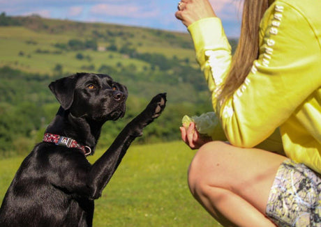 Leaping Fish Dog Paw Balm